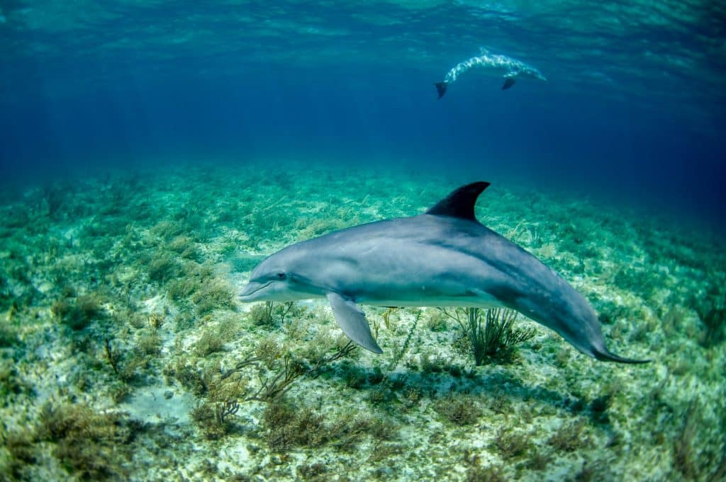 Sanovnik delfin – Šta znači sanjati delfina?