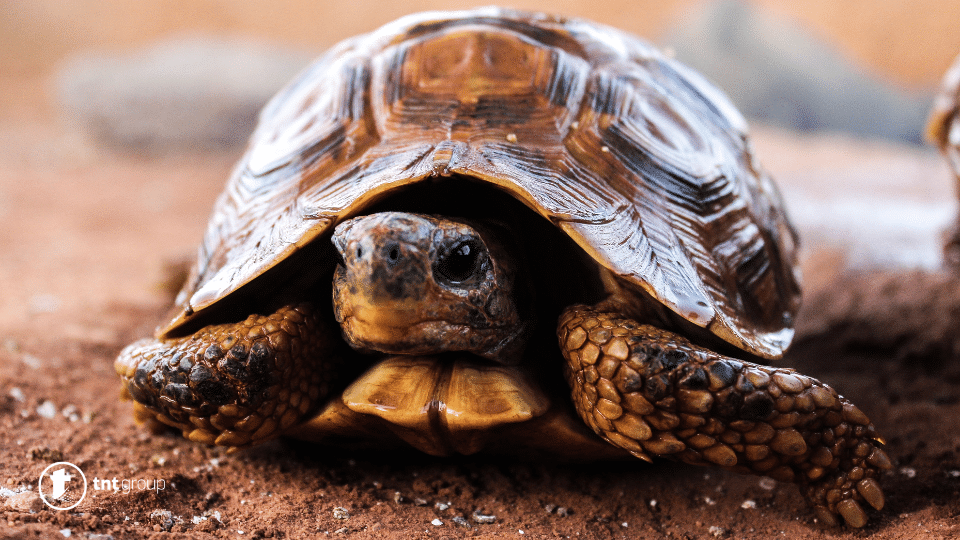 Šta znači sanjati kornjaču?