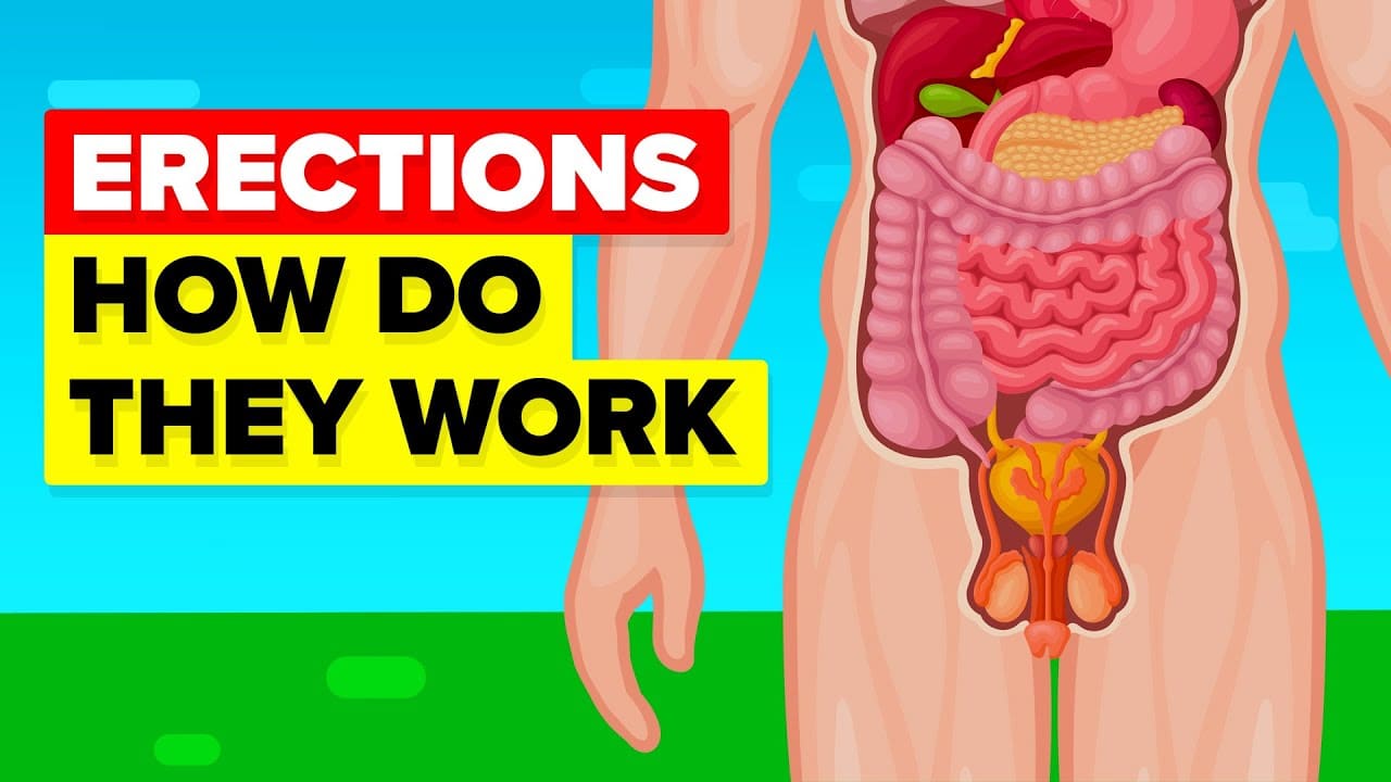 Video Thumbnail: How An Erection Works
